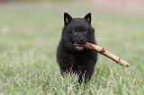 SCHIPPERKE 408